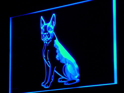 Boston Terrier Dog Pet Shop